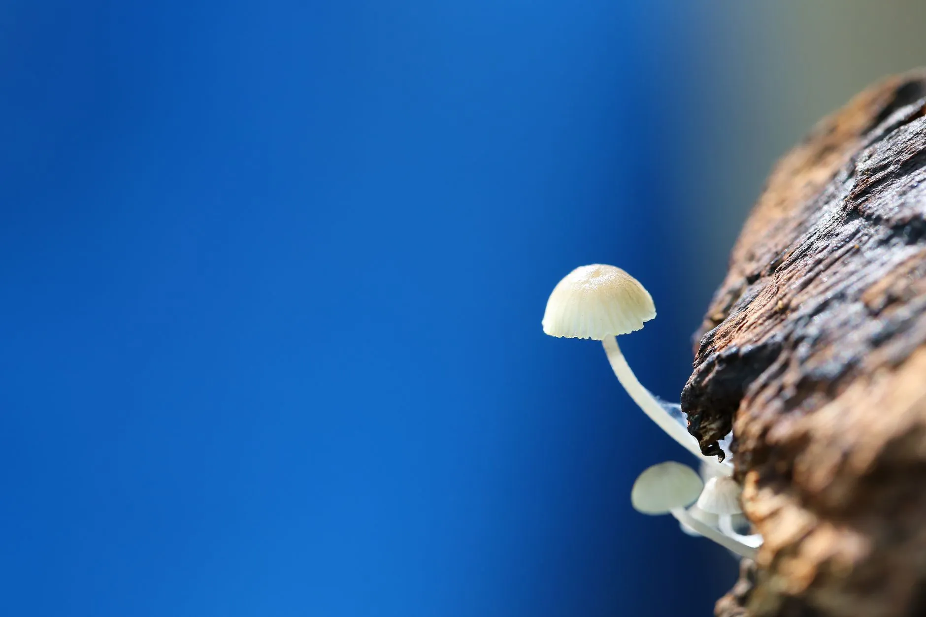 自贡零度网络科技电子班牌与校园门禁设备选型配置指南